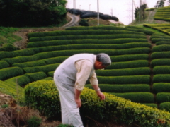 O-2888 袋帯 京都宇治 緑茶染 自然の恵み 緑風 金彩